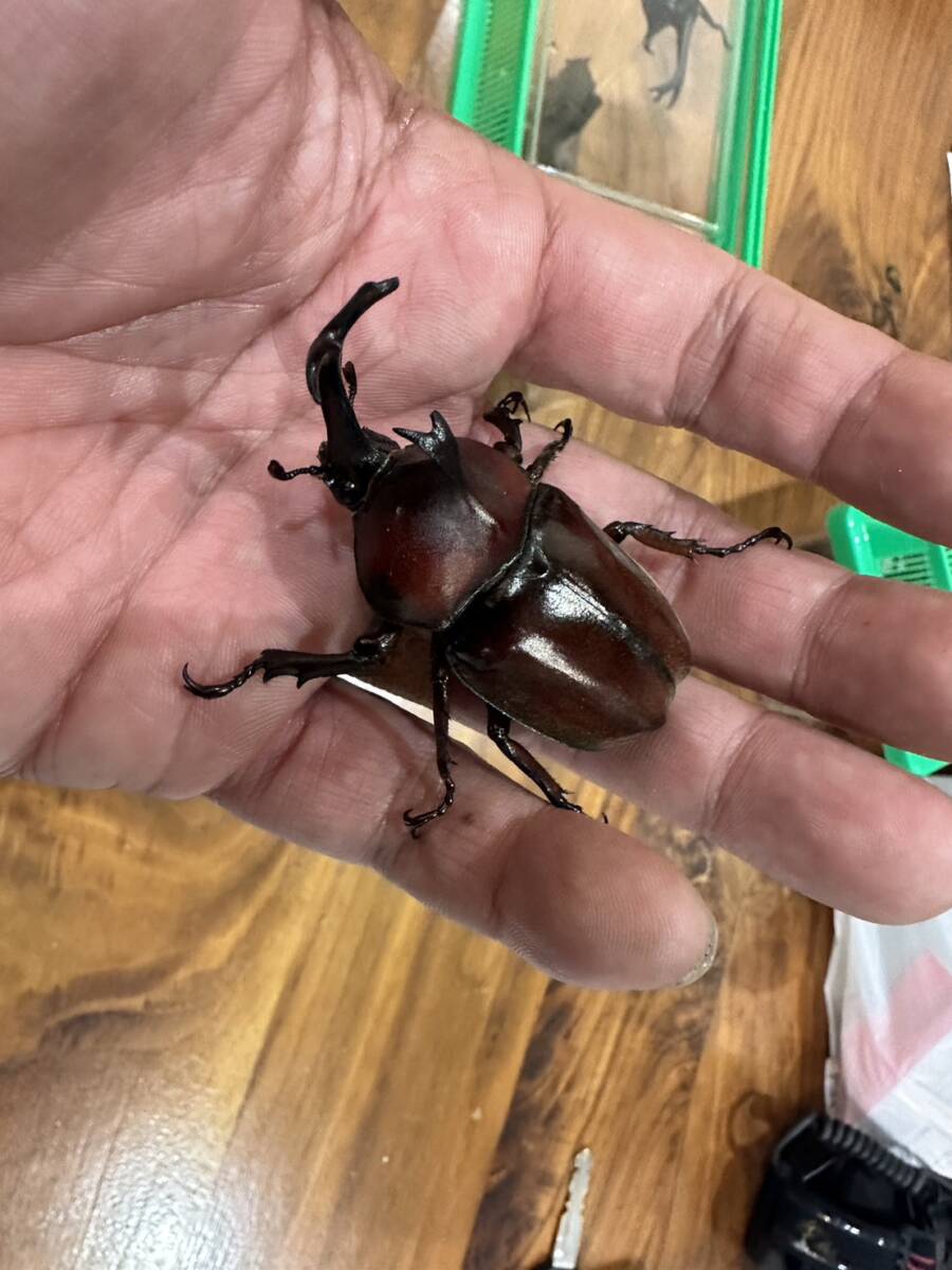 メルカリ ワッペン カブトムシ ゆかん様専用[42]心をつかむ